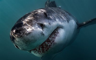 Great White Shark, teeth, very dangerous animals, sharks, predator, ocean, Carcharodon carcharias