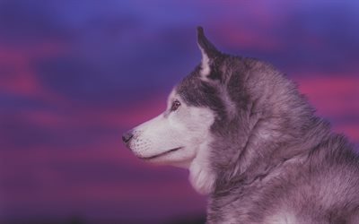 Husky, winter, sunset, Siberian Husky, Russian breeds of dogs