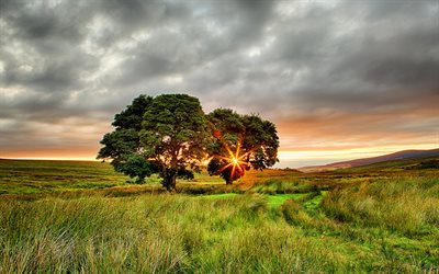Ireland, summer, field, sunset, two trees, Europe