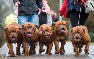 Bordeaux dogs, French Mastiff, large brown dogs, family, Birmingham 2018, Bordeaux Mastiff