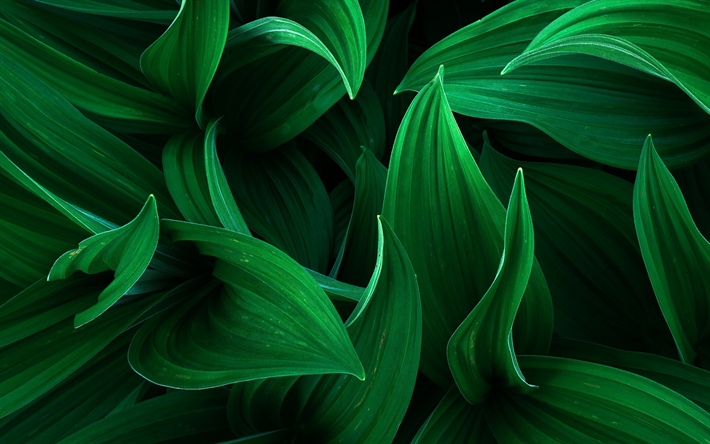 green 3d leaves, grass, eco concepts, plants, leaves