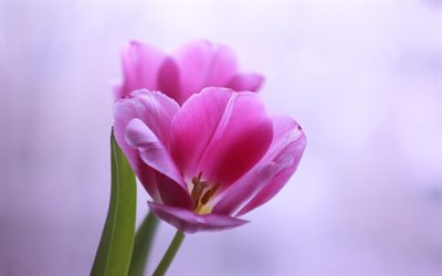 tulipano rosa, primavera, sfondo viola, bella primavera fiori, tulipani