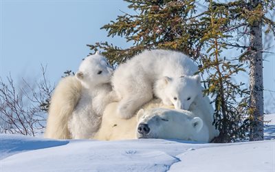polar bears, family of bears, winter, snow, trees