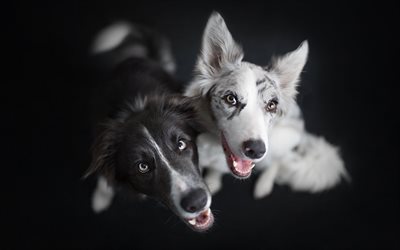 豪州羊飼い犬, かわいい犬, 黒犬, 白い犬, ペット, 驚