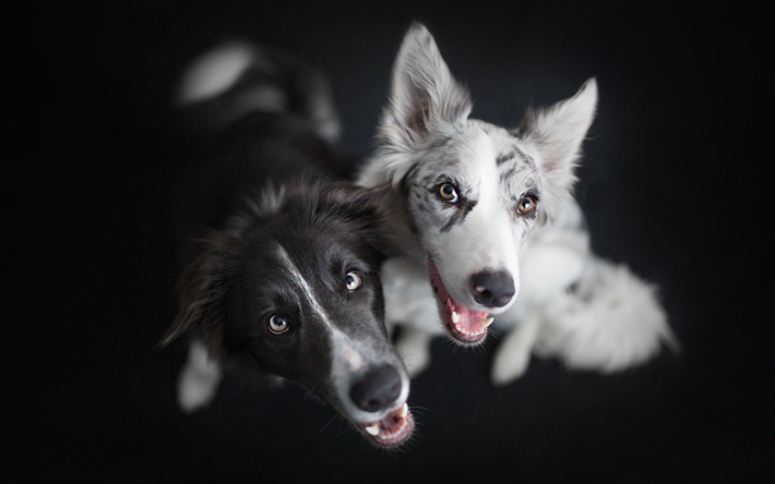 Australian Shepherd Dog, s&#246;t hund, svart hund, vit hund, husdjur, photoshoot