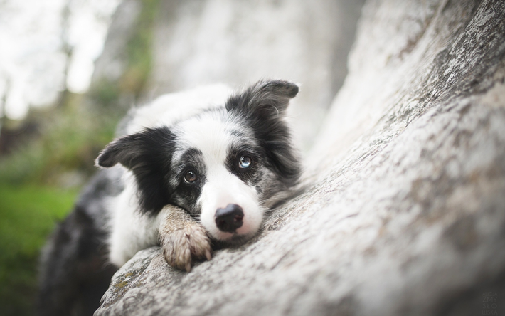 Border Collie, heterochromia, animais de estima&#231;&#227;o, animais fofos, cachorros, Border Collie Dog