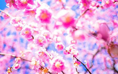 sakura, cherry blossom, Japan, cherry garden, pink spring flowers, cherry branches
