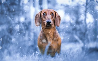 Dachshund, winter, pets, dogs, brown dachshund, muzzle, cute animals, Dachshund Dog