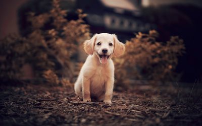 small puppy of a retriever, road, small dog, labrador, brown puppy, evening