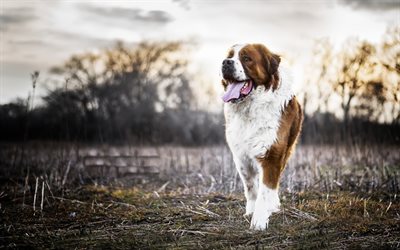 Saint Bernard, de la race des tr&#232;s gros chien, blanc, brun, grand chien, de la ferme