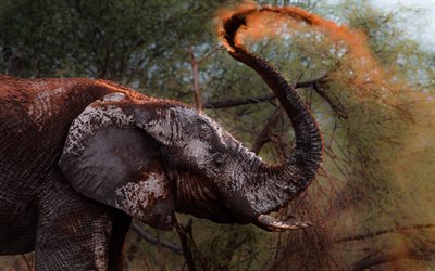 Elephant, Africa, protection from heat, mud, wildlife, big elephant