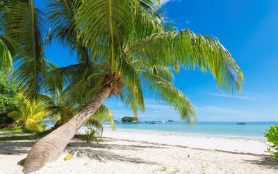 palmen, tropischen insel malediven, sommer-reisen, meer, strand, sand