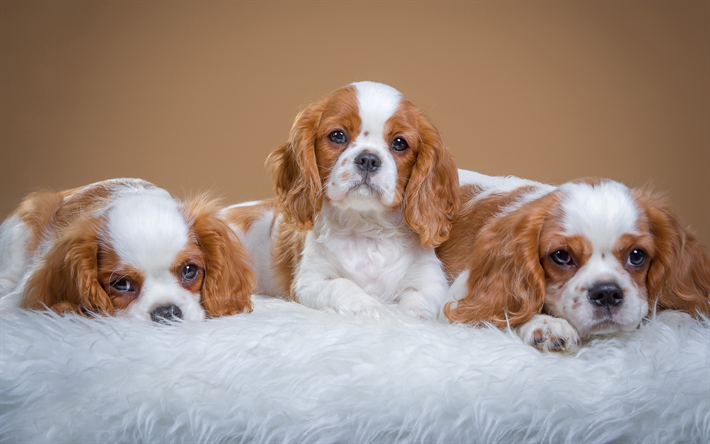 ダウンロード画像 キャバリア 4k 子犬 ペット 犬 かわいい動物たち キャバリア犬 フリー のピクチャを無料デスクトップの壁紙