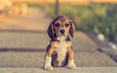 Beagle cachorro peque&#241;o, lindo animales, mascotas, perros, razas de perros
