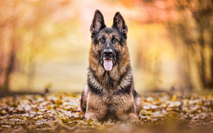 Pastore tedesco, close-up, autunno, animali domestici, animali, bokeh, i cani, il Cane da Pastore tedesco
