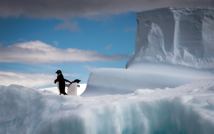pinguine auf eis, antarktis, eisberg, pinguine, blauer himmel, eis, schnee, winter
