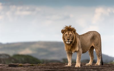 lejon, vildkatt, kv&#228;ll, solnedg&#229;ng, vilda djur
