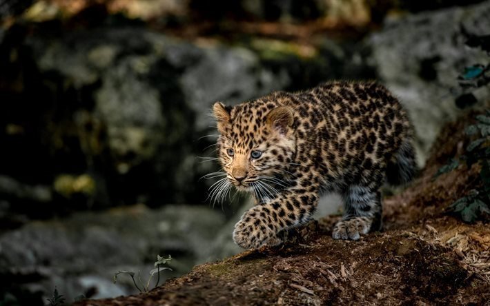 jakt, leopard, cub, rovdjur, vilda djur