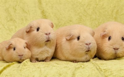 Guinea pigs, cute animals, quartet, pets, beige guinea pigs