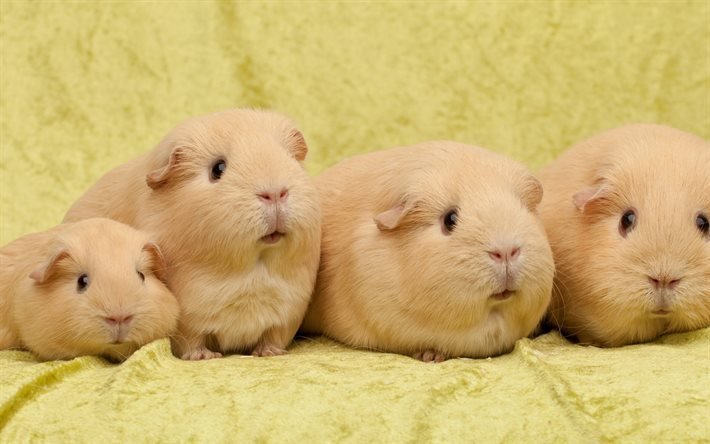 Guinea pigs, cute animals, quartet, pets, beige guinea pigs