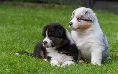 Australian Shepherd, lawn, Aussie, puppies, pets, dogs, Australian Shepherd Dog, Aussie Dog