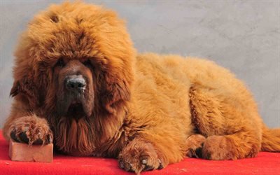 Tibetan Mastiff Dog, fluffy dog, puppy, cute dog, funny dog, brown Tibetan Mastiff, pets, cute animals, dogs, Tibetan Mastiff