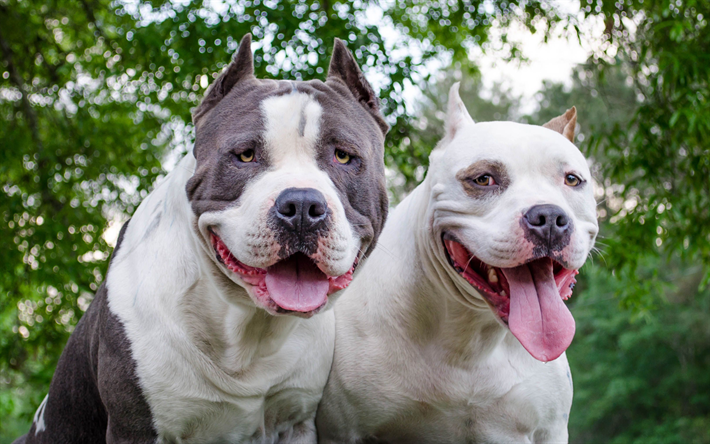 الاميركي ستافوردشاير الكلب, Amstaff, 4k, الكلاب الكبيرة, الحيوانات الأليفة, أمريكا سلالة من الكلاب, الأبيض Amstaff