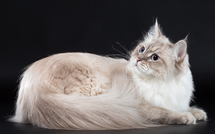 Gato siberiano, 4k esponjoso, gato, mascotas, gris, gatos dom&#233;sticos, animales lindos, gatos