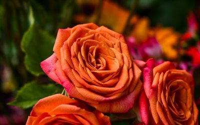 les roses orange, 4k, de bourgeons, de close-up, de fleurs d&#39;oranger, roses