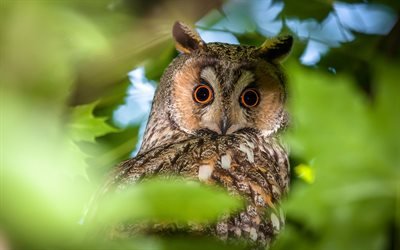 Long-eared Owl, wildlife, forest, North America, owl, Asio otus