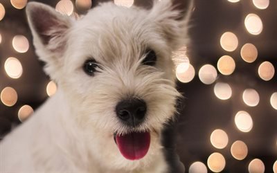 4k, West Highland White Terrier Dog, puppy, white dog, cute animals, pets, dogs, West Highland White Terrier