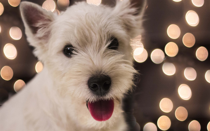ダウンロード画像 4k 西ハイランド白テリア犬 子犬 白い犬 かわいい動物たち ペット 犬 西ハイランド白のインテリア フリー のピクチャを無料デスクトップの壁紙
