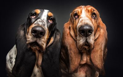 Basset Hounds Dog, family, cute animals, friendship, pets, dogs, Basset Hounds