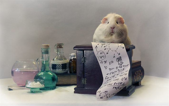 ダウンロード画像 皮 かわいい面白い動物 教育理念 化学 ペット 研究員 フリー のピクチャを無料デスクトップの壁紙