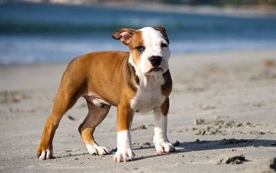 pit bull terrier, white brown puppy, small dog, cute animals, pets, puppies