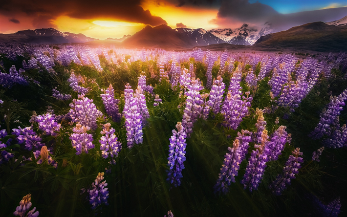 Lupines, tarde, puesta de sol, paisaje de monta&#241;a, p&#250;rpura flores silvestres, Islandia