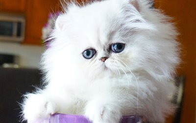 Chinchilla Silver Persian Cat, kitten, white cat, pets, cats, Persian kitten, Chinchilla Silver Persian