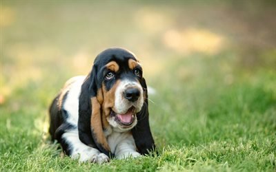 Basset Hounds, puppy, cute animals, pets, lawn, dogs, Basset Hounds Dog
