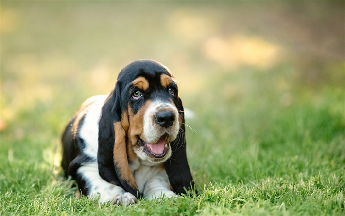 Basset hound, cucciolo, animali, animali domestici, prato, cani Basset hound Dog