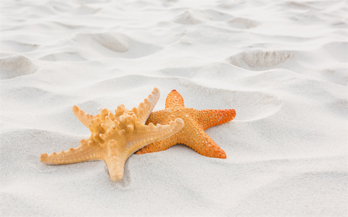 las estrellas de mar, arena, playa, viajes de verano, verano