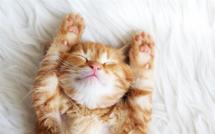 Persian Kitten, 4k, lemmikit, hauska pentu, kotimaan kissat, inkiv&#228;&#228;ri kissa, punainen persialainen kissanpentu, Persialainen Kissa, kissat