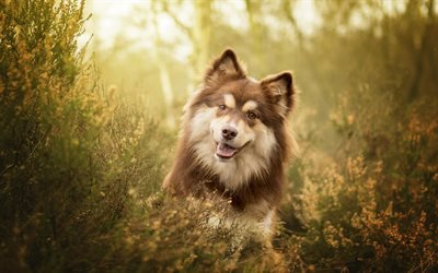 Finnish Lapphund, brown furry dog, pets, cute animals, dogs, Spitz, Lapinkoira Suomenlapinkoira