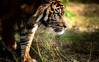 tiger, soir&#233;e, coucher du soleil, predators, dangerous animals, faune, animaux sauvages, tigre