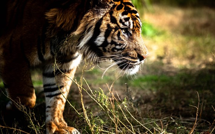 tiger, illalla, sunset, saalistajat, vaarallisia el&#228;imi&#228;, wildlife, luonnonvaraisten el&#228;inten, tiikerit