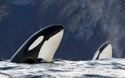 deux baleines, la mer, l&#39;&#233;paulard, la faune, la baleine tueuse, orca, orcinus orca, des baleines