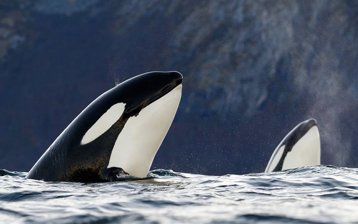 dos ballenas, el mar, la ballena asesina, la fauna, orca, orcinus orca, ballenas