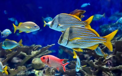 色とりどりの魚たちとの, 水族館の水中世界, 魚, エキゾチック魚