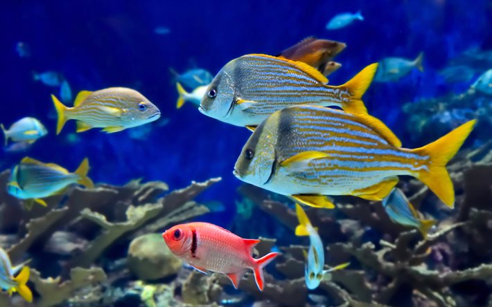 coloratissimi pesci, acquario underwater world, pesce, pesci esotici