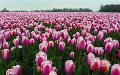 tulipas cor-de-rosa, flores silvestres, cor-de-rosa belas tulipas, fundo com flores silvestres, flor do campo, tulipas, primavera