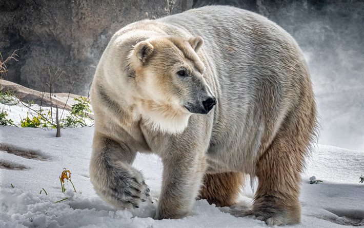 polar bear, winter, snowdrifts, wildlife, bears, Ursus maritimus